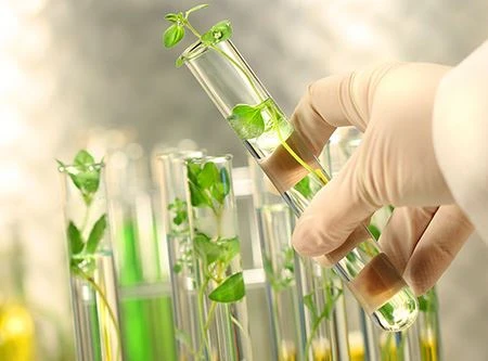 Ekstrak Tanaman Market Outlook 2021